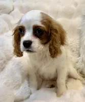 Charlotte , a female Cavalier King Charles Spaniel for sale in Fountain Valley, CA – Photo 9 of 10