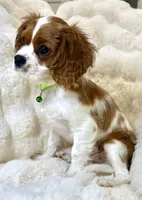 Tony , a male Cavalier King Charles Spaniel for sale in Fountain Valley, CA – 10 of 10