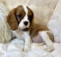 💛💙Archie 💛💙, a male Cavalier King Charles Spaniel for sale in Fountain Valley, CA – 4 of 10