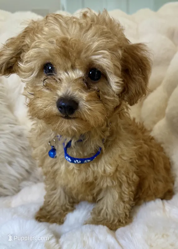 💙❤️💙Clifford 💙❤️💙 – Poodle - Toy  puppy for sale in Fountain Valley, CA