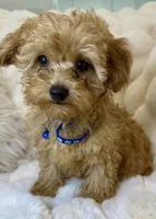 💙❤️💙Clifford 💙❤️💙, a male Poodle - Toy  for sale in Fountain Valley, CA – 1 of 10