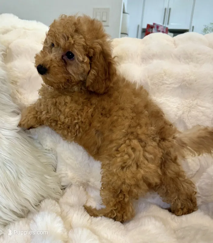 💙♥️Frankie♥️💙 – Poodle - Toy  puppy for sale in Fountain Valley, CA
