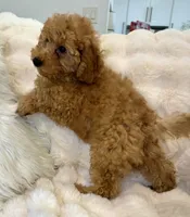 💛💙Oakley 💛💙, a male Poodle - Toy  for sale in Fountain Valley, CA – 4 of 8
