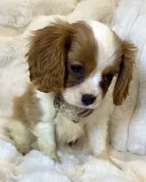 🩷Naomi🩷, a female Cavalier King Charles Spaniel for sale in Fountain Valley, CA – 6 of 8