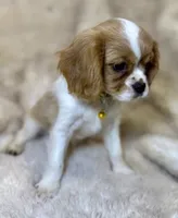 💛🩷Lucy💛🩷, a female Cavalier King Charles Spaniel for sale in Fountain Valley, CA – Photo 8 of 10