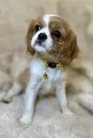 💛🩷Lucy💛🩷, a female Cavalier King Charles Spaniel for sale in Fountain Valley, CA – Photo 10 of 10