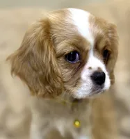 💛🩷Lucy💛🩷, a female Cavalier King Charles Spaniel for sale in Fountain Valley, CA – Photo 9 of 10