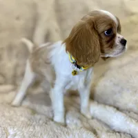 💛🩷Lucy💛🩷, a female Cavalier King Charles Spaniel for sale in Fountain Valley, CA – Photo 5 of 10