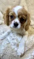 💛🩷Lucy💛🩷, a female Cavalier King Charles Spaniel for sale in Fountain Valley, CA – Photo 2 of 10