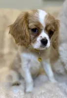 💛🩷Lucy💛🩷, a female Cavalier King Charles Spaniel for sale in Fountain Valley, CA – Photo 6 of 10
