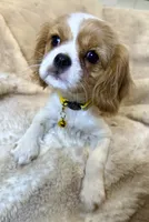 💛🩷Lucy💛🩷, a female Cavalier King Charles Spaniel for sale in Fountain Valley, CA – Photo 1 of 10