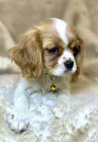 💛🩷Lucy💛🩷, a female Cavalier King Charles Spaniel for sale in Fountain Valley, CA – Photo 7 of 10