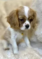 💛🩷Lucy💛🩷, a female Cavalier King Charles Spaniel for sale in Fountain Valley, CA – Photo 4 of 10