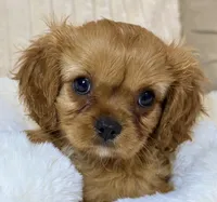Annie, a female Cavalier King Charles Spaniel for sale in Fountain Valley, CA – 3 of 10