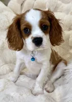 Jasper , a male Cavalier King Charles Spaniel for sale in Fountain Valley, CA – 9 of 10