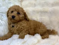 💛💙Oakley 💛💙, a male Poodle - Toy  for sale in Fountain Valley, CA – 6 of 8