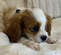 💙💚Teddy💙💚, a male Cavalier King Charles Spaniel for sale in Fountain Valley, CA – 9 of 10