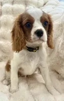 ♥️Charlotte♥️, a female Cavalier King Charles Spaniel for sale in Fountain Valley, CA – 6 of 10