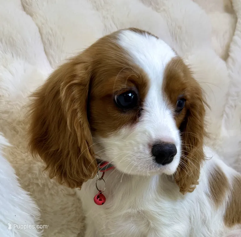 Abby – Cavalier King Charles Spaniel puppy for sale in Fountain Valley, CA