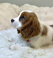 Abby, a female Cavalier King Charles Spaniel for sale in Fountain Valley, CA – 7 of 10
