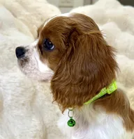 Tony , a male Cavalier King Charles Spaniel for sale in Fountain Valley, CA – 4 of 10