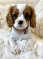 🩷💛Penelope💛🩷, a female Cavalier King Charles Spaniel for sale in Fountain Valley, CA – 1 of 10