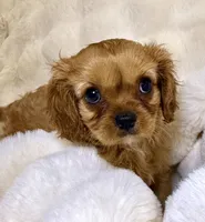 Annie, a female Cavalier King Charles Spaniel for sale in Fountain Valley, CA – 9 of 10