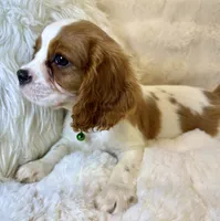 ♥️💙Finn💙♥️, a male Cavalier King Charles Spaniel for sale in Fountain Valley, CA – 10 of 10