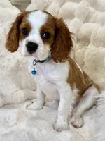 Jasper , a male Cavalier King Charles Spaniel for sale in Fountain Valley, CA – 5 of 10