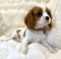 🩷💛Penelope💛🩷, a female Cavalier King Charles Spaniel for sale in Fountain Valley, CA – 3 of 10