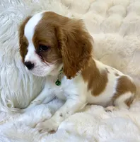 ♥️💙Finn💙♥️, a male Cavalier King Charles Spaniel for sale in Fountain Valley, CA – 3 of 10