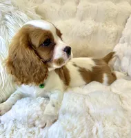 ♥️💙Finn💙♥️, a male Cavalier King Charles Spaniel for sale in Fountain Valley, CA – 7 of 10