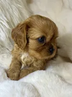 Naomi , a female Cavalier King Charles Spaniel for sale in Fountain Valley, CA – 6 of 9