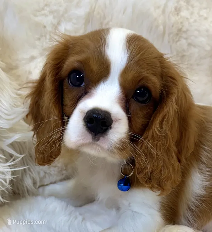 💛💙Archie 💛💙 – Cavalier King Charles Spaniel puppy for sale in Fountain Valley, CA