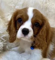 💛💙Archie 💛💙, a male Cavalier King Charles Spaniel for sale in Fountain Valley, CA – 1 of 10