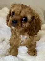 Annie, a female Cavalier King Charles Spaniel for sale in Fountain Valley, CA – 6 of 10