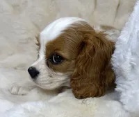 🩷💛Lily🩷💛, a female Cavalier King Charles Spaniel for sale in Fountain Valley, CA – 8 of 10