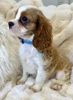 💚💚Eddie 💚💚, a male Cavalier King Charles Spaniel for sale in Fountain Valley, CA – 7 of 7
