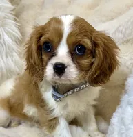 💛Sadie🩷, a female Cavalier King Charles Spaniel for sale in Fountain Valley, CA – 9 of 10