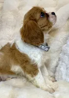 💛Sadie🩷, a female Cavalier King Charles Spaniel for sale in Fountain Valley, CA – 8 of 10