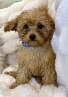 💙❤️💙Clifford 💙❤️💙, a male Poodle - Toy  for sale in Fountain Valley, CA – 7 of 10