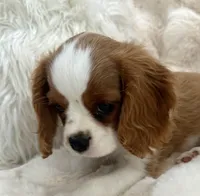 ♥️Charlotte♥️, a female Cavalier King Charles Spaniel for sale in Fountain Valley, CA – 8 of 10