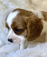 Tommy , a male Cavalier King Charles Spaniel for sale in Fountain Valley, CA – Photo 8 of 10