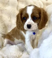 Tommy , a male Cavalier King Charles Spaniel for sale in Fountain Valley, CA – Photo 5 of 10