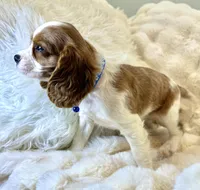 Tommy , a male Cavalier King Charles Spaniel for sale in Fountain Valley, CA – Photo 10 of 10