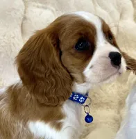 Tommy , a male Cavalier King Charles Spaniel for sale in Fountain Valley, CA – Photo 2 of 10