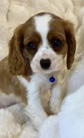 Tommy , a male Cavalier King Charles Spaniel for sale in Fountain Valley, CA – Photo 6 of 10