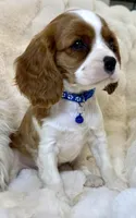 Tommy , a male Cavalier King Charles Spaniel for sale in Fountain Valley, CA – Photo 3 of 10