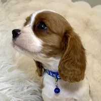 Tommy , a male Cavalier King Charles Spaniel for sale in Fountain Valley, CA – Photo 4 of 10