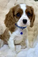 Tommy , a male Cavalier King Charles Spaniel for sale in Fountain Valley, CA – Photo 1 of 10